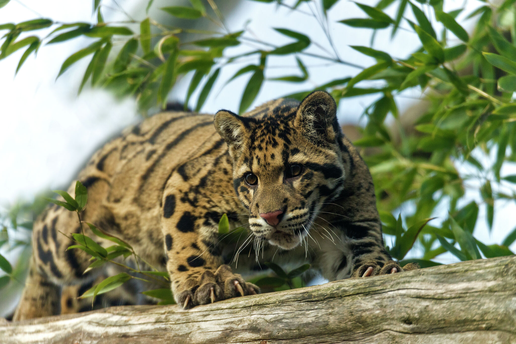 Dallas Zoo Closes as Search for Missing Clouded Leopard - Hinterland