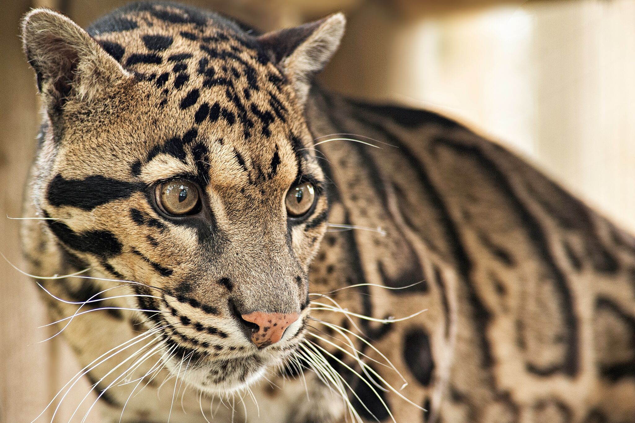 Clouded leopard who escaped at Dallas Zoo is found after enclosure was cut,  police say