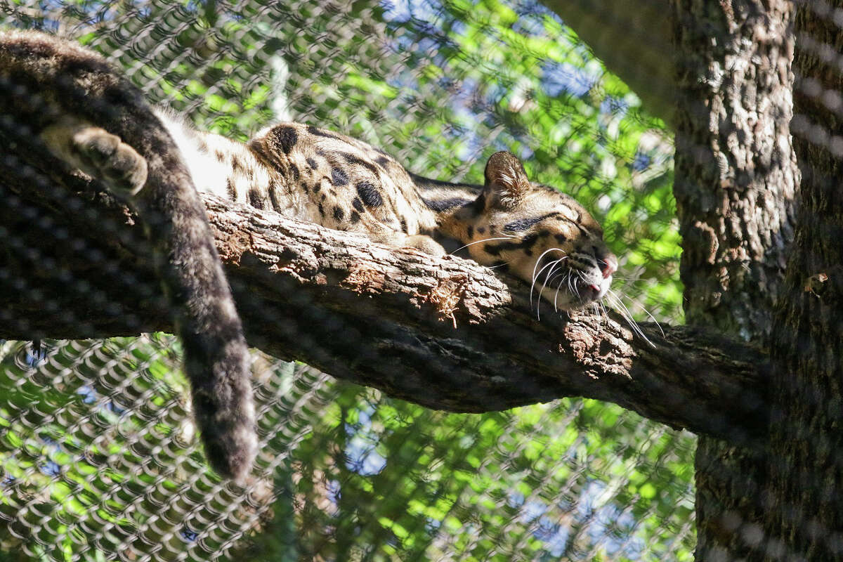Nova, a clouded leopard that missing from the Dallas Zoo on Friday, is pictured sleeping on a tree branch in a photo zoo officials posted Friday. 