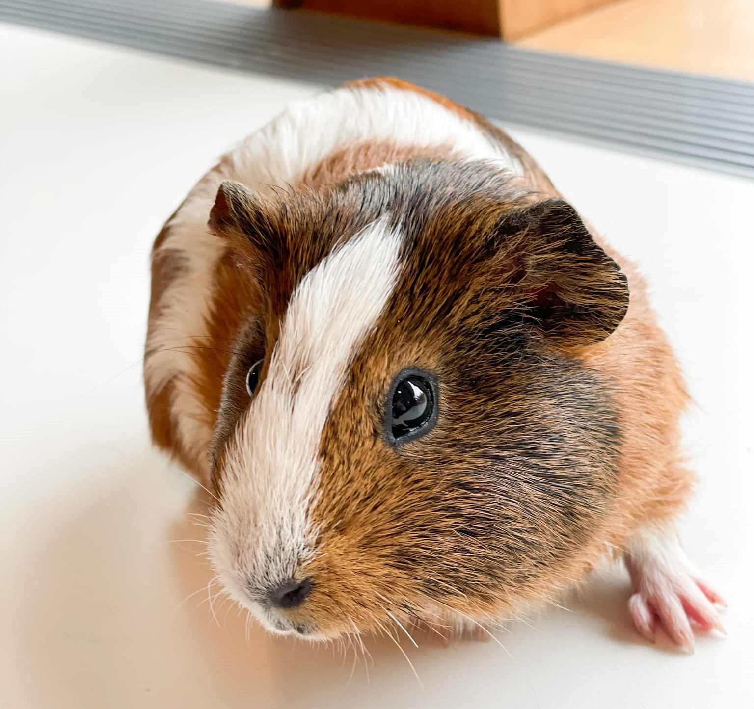 Guinea Pigs Found In Midland Cemetery To Find New Homes