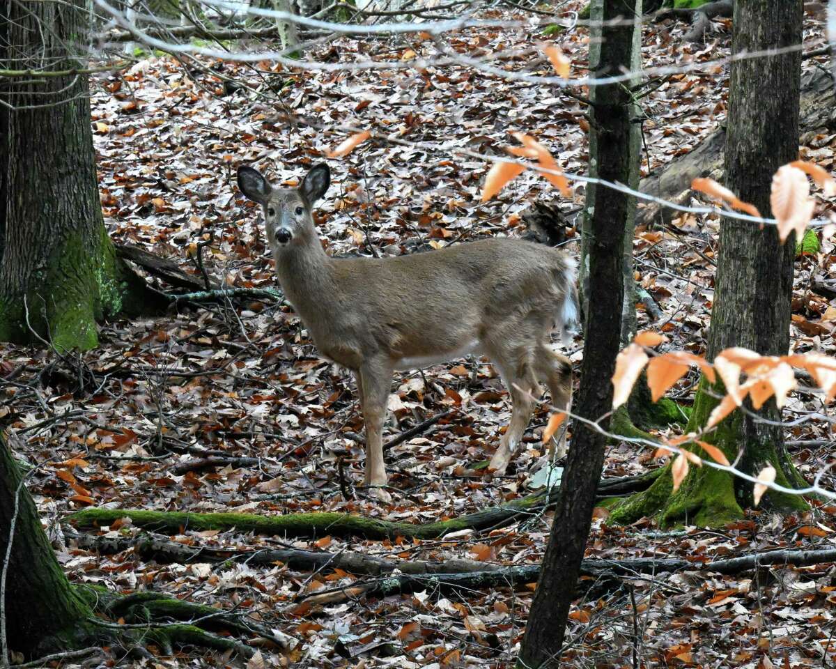Early COVID-19 variants that no longer circulate among humans are surging among New York's white-tailed deer, raising questions about whether the mammals could become a reservoir for extinct versions of the disease, according to new research from Cornell University's College of Veterinary Medicine.