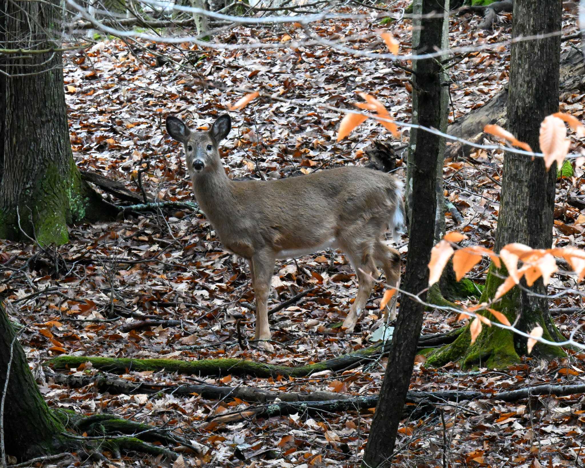 N.B. monitors deer for COVID-19 after study finds 'nearly extinct