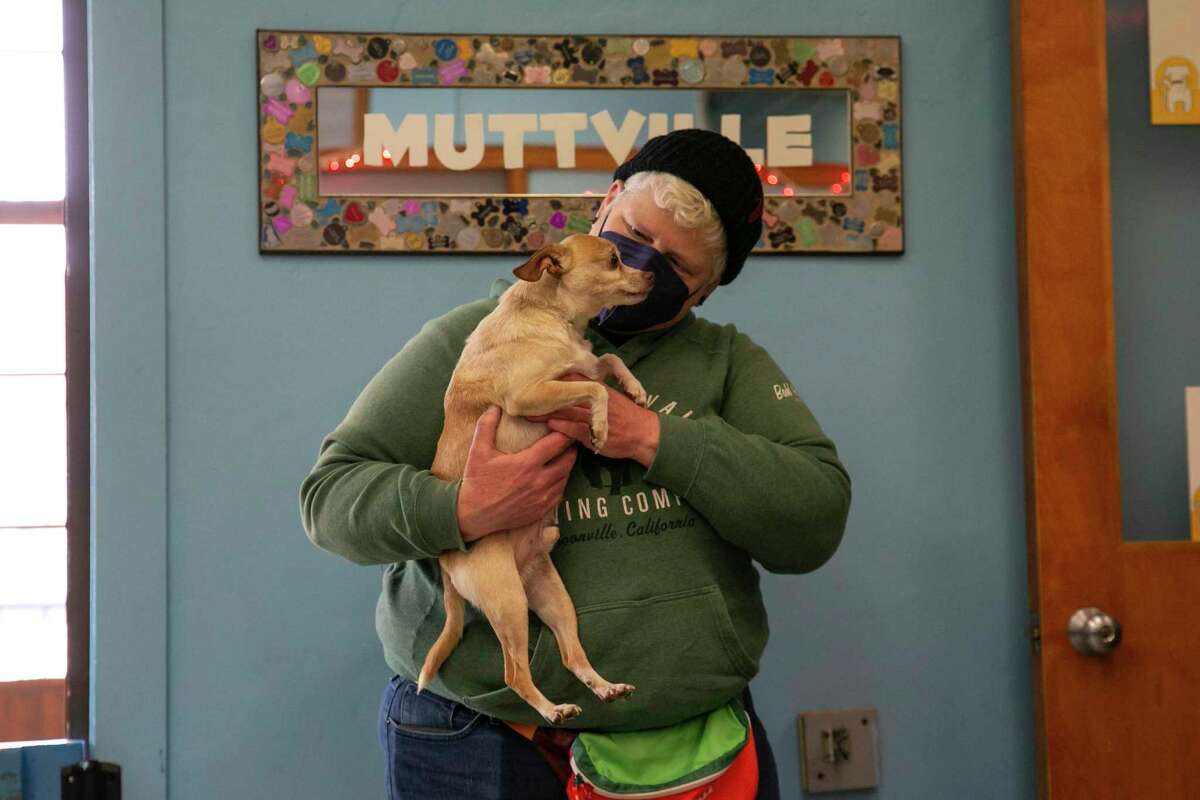 志愿者朱莉·斯蒂费尔抱着刚刚抵达旧金山老年狗非笼养收容所的吉尔伯特。