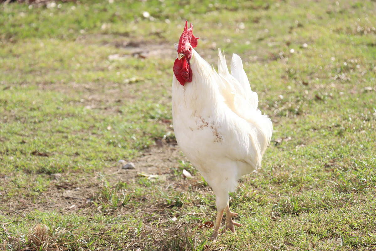 This chicken looks at its surroundings at Diagle Farms in Orange on Wednesday, Jan. 11, 2023.