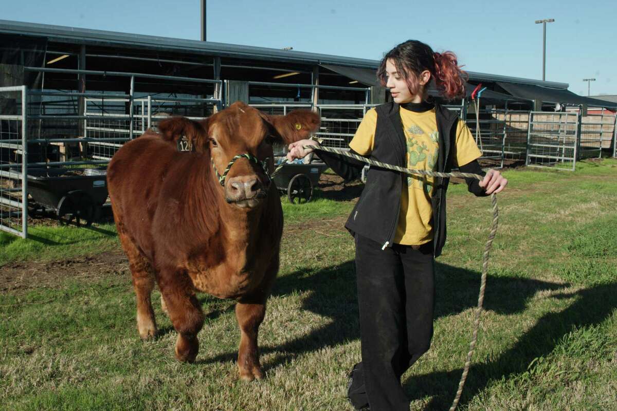 Clear Brook student Alani Johnson takes her steer, "Helious", out for a walk, Friday, Jan 13, 2023, as she prepares for the Clear Creek ISD livestock show and auction.