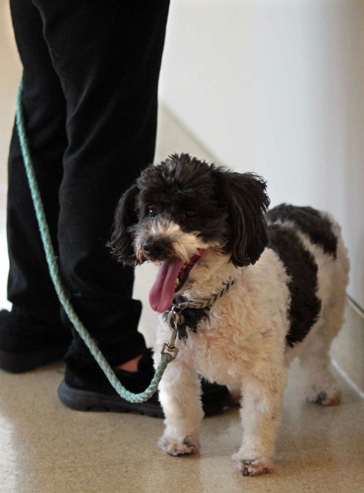 Stratford's Shakespeare Veterinary Hospital to close