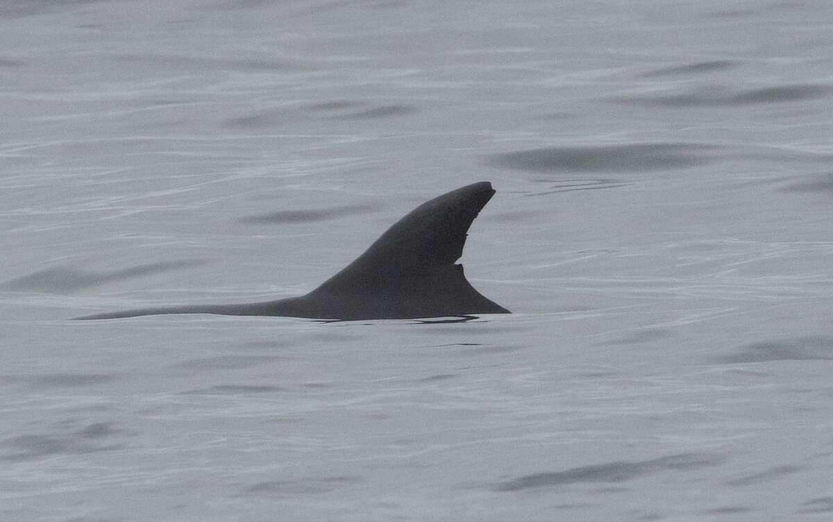 个体宽吻海豚可以通过它们背鳍上独特的缺口图案来识别，比如2021年在马林县斯廷森海滩看到的长柄长柄宽吻海豚。