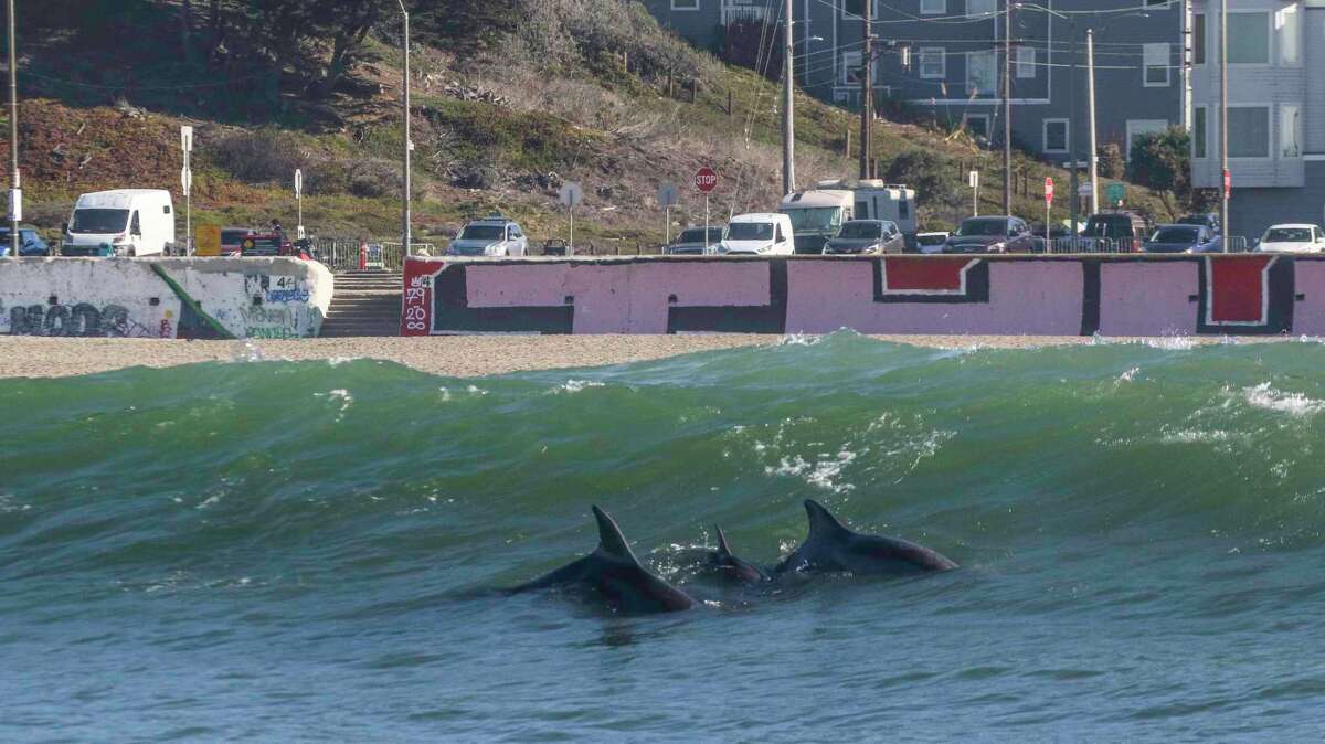 Three bottlenose dolphins, including a known individual named Skillet (left) and a calf (center), swim off the coast of Ocean Beach in San Francisco in 2020.