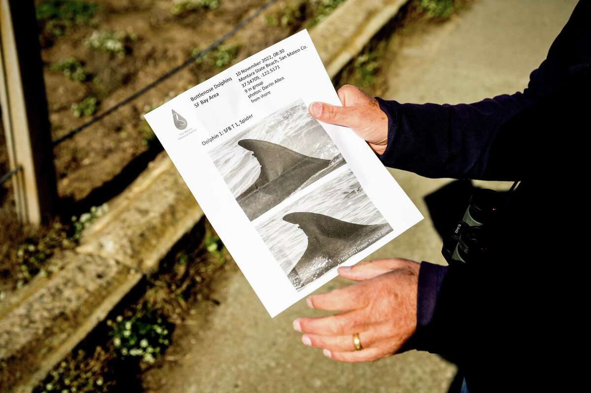 Bill Keener of the Marine Mammal Center holds images of a dolphin named Spider while searching for dolphins along the San Francisco coast in November. Individual dolphins can be identified by distinctive notch patterns on their dorsal fins.