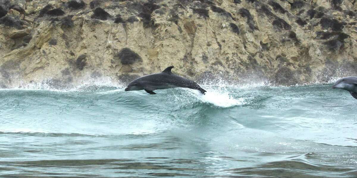 2013年，一对宽吻海豚在圣地亚哥海岸游泳。