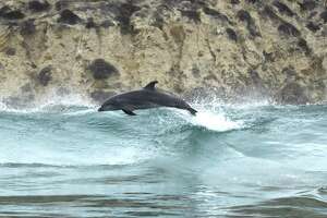 Bottlenose dolphins have migrated to the Bay Area for the first time, adapting to the changing environment