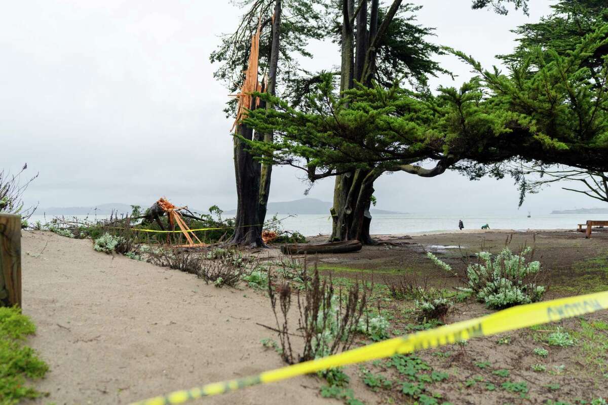 An area is blocked off around a tree that has fallen at Crissy Beach in San Francisco, Calif. on Saturday, January 14, 2023.