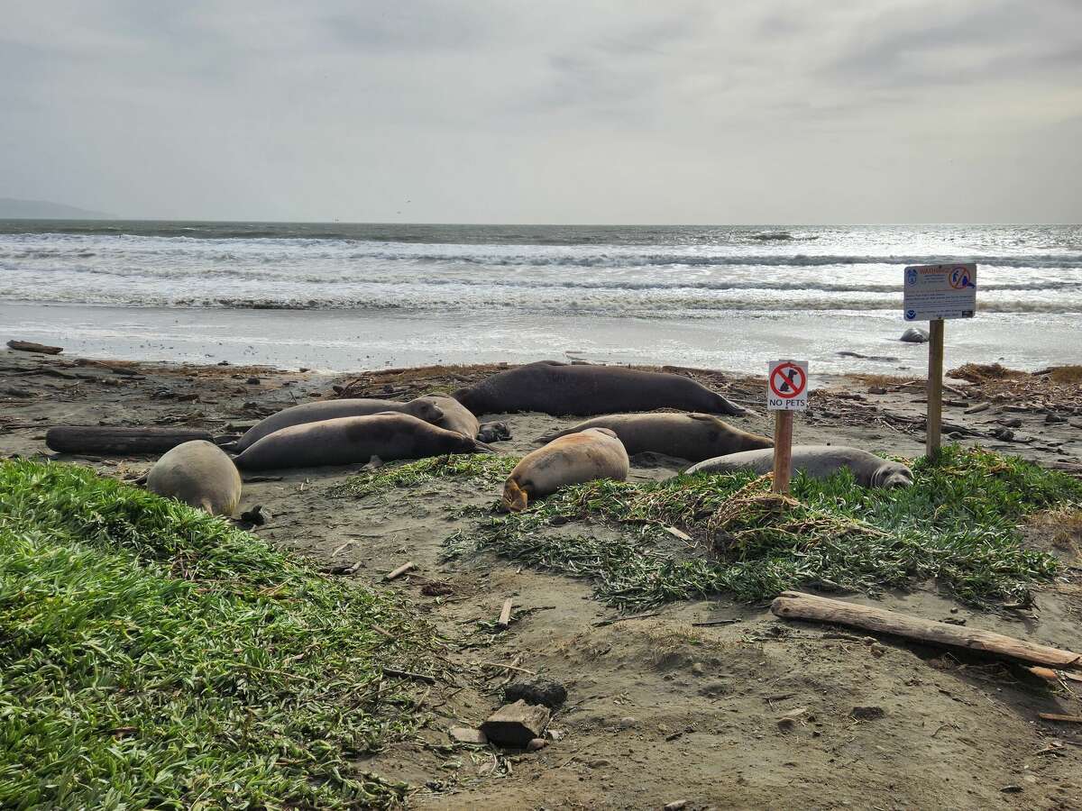 Bay Area beach closes after colony of elephant seals take over