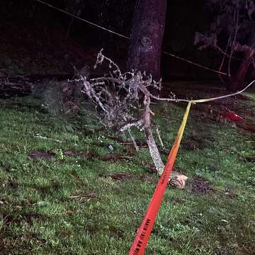Woman found dead next to fallen tree branch in Golden Gate Park