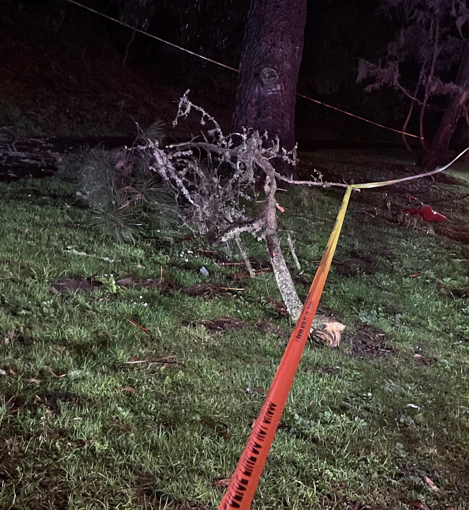Woman found dead next to fallen tree branch in Golden Gate Park
