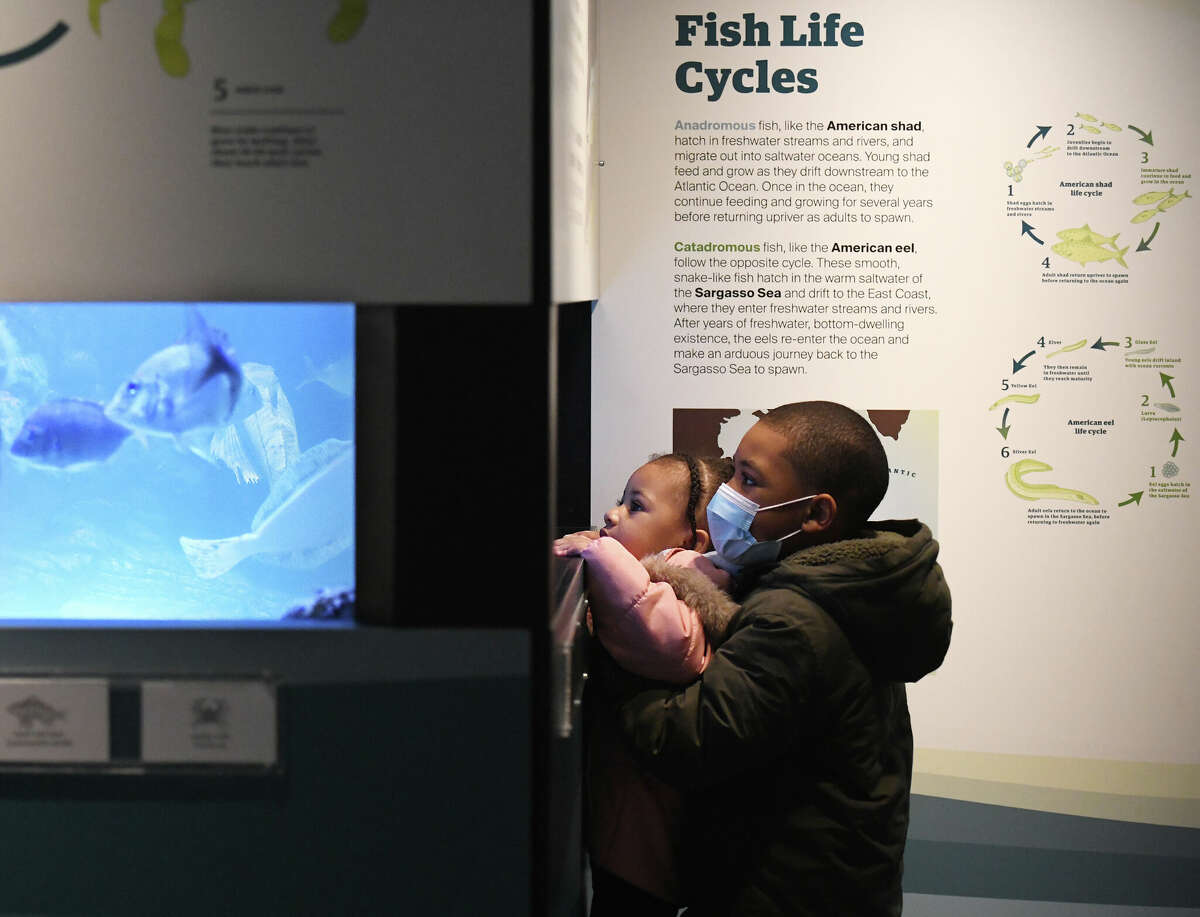 Stamford's Zoie Allen, 2, and Liam Allen, 7, look in the fish tank during the Acts of Community Service Family Day at the Bruce Museum in Greenwich, Conn. Monday, Jan. 16, 2023. The special event focused on acts of community service inspired by Martin Luther King Jr. Guests created bird feeders, met Fidelco guide dogs, decorated bags to be filled and donated to nonprofit Neighbor to Neighbor, and compiled mixes of wildflower seeds to spread for local pollinators.