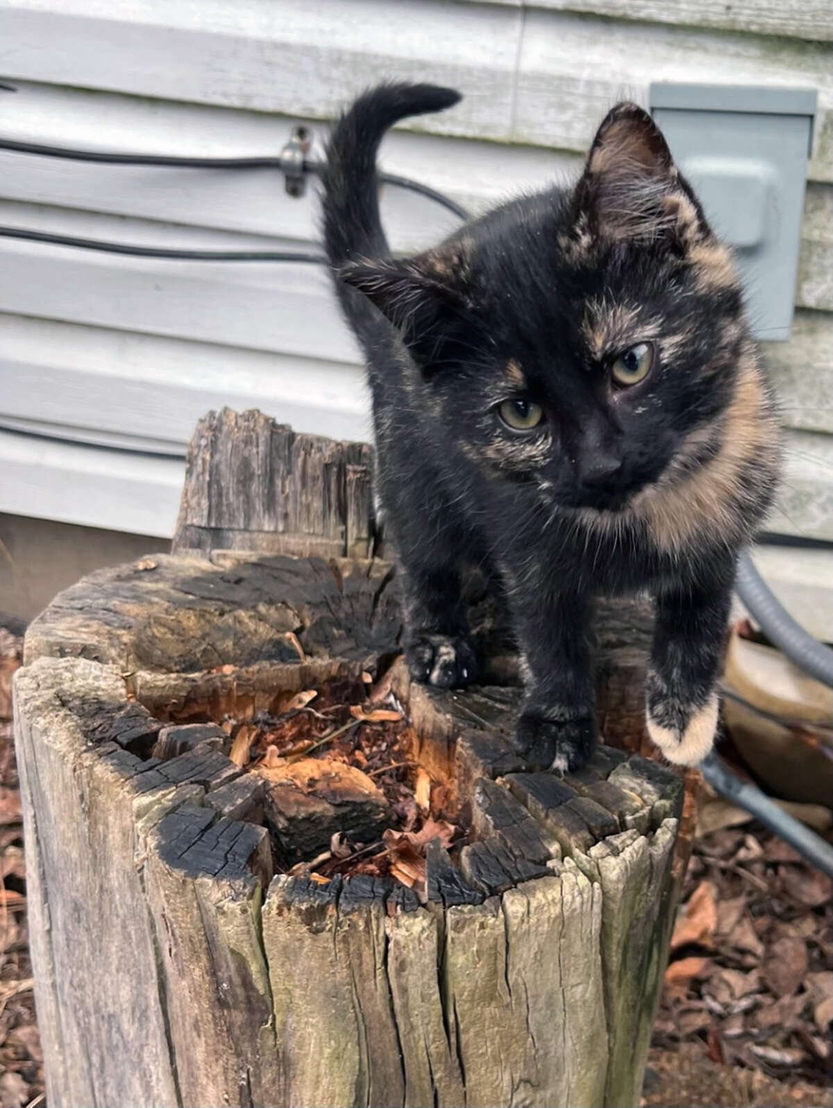 A pretty kitty strikes a pose on a tree stump.