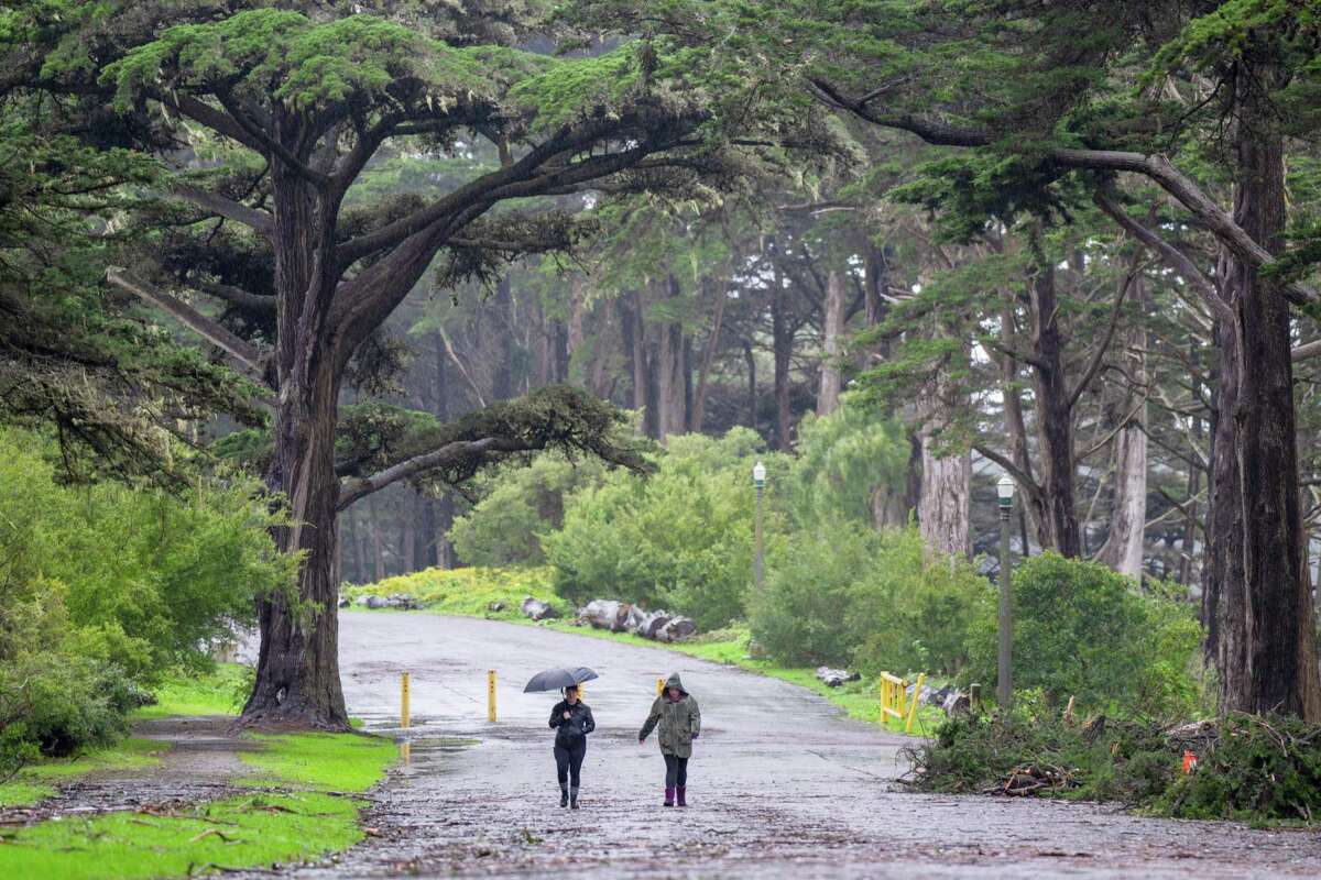 旧金山金门公园的游客走过一棵倒下的树的残骸。