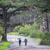 2023年1月15日，周日，加利福尼亚州旧金山金门公园，两名行人走过倒下的树木碎片。