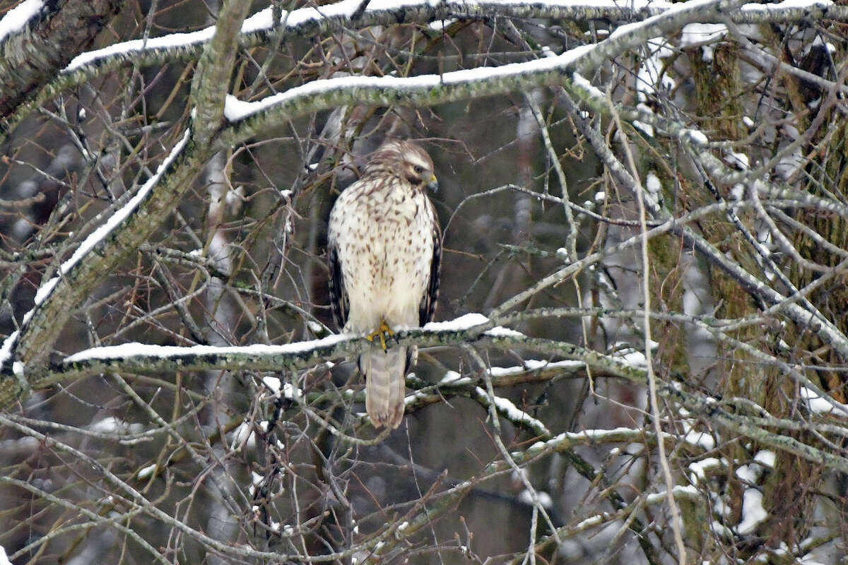 A hawk keeps a watchful eye on the scene below him while on the hunt from a tree branch.