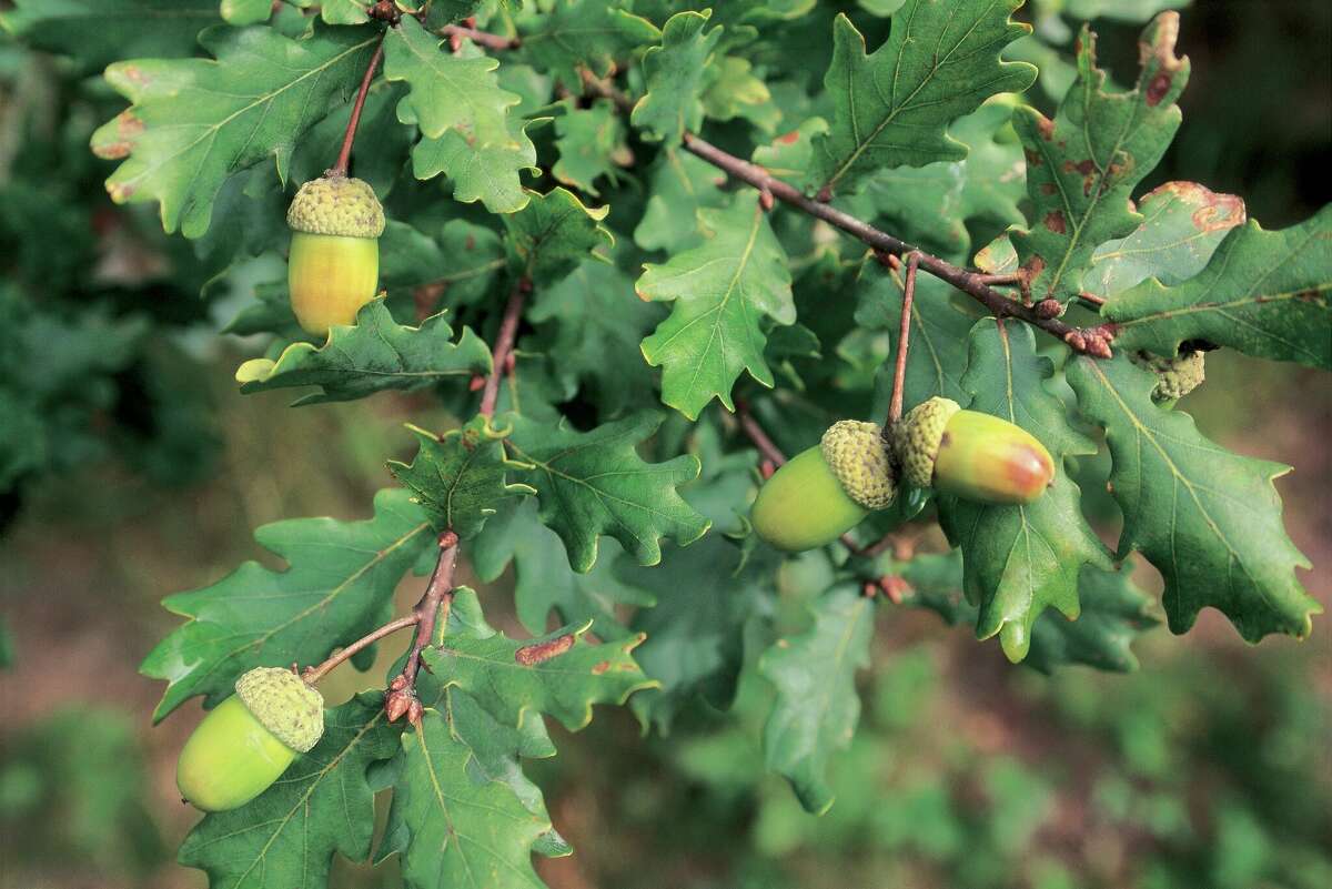San Antonio's drought didn't cause oak trees' heavy acorn drop in the fall.