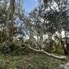倒下的树在金门公园周一,2023年1月16日。一个女人被发现死在一个树枝。