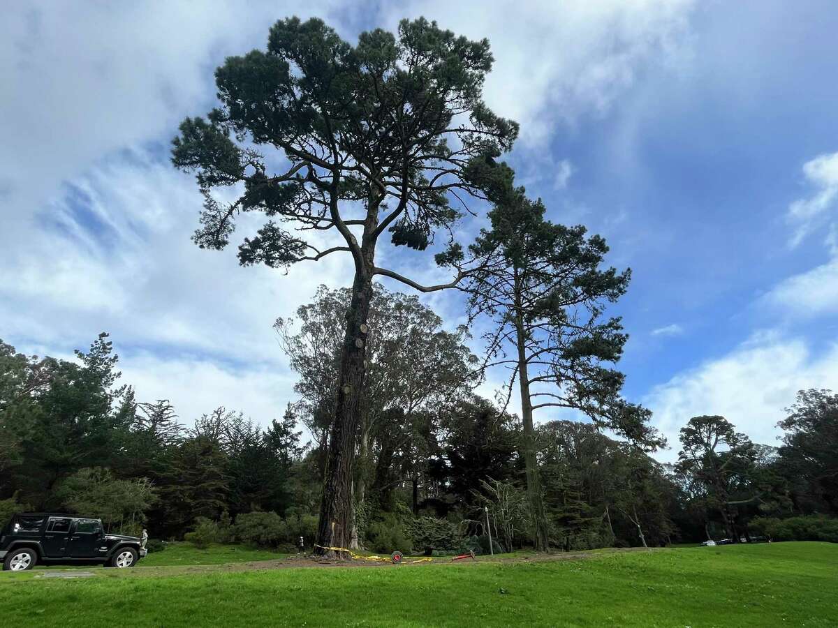 周六，在金门公园附近，一名女子被发现死在一根倒下的树枝旁。