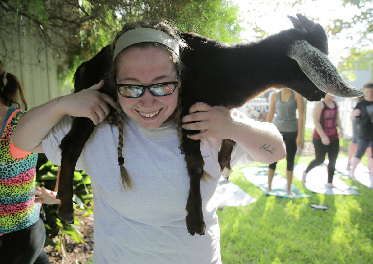 Bad Astronaut Brewing is hosting a yoga session with a herd of miniature goats led by Goat Yoga Houston. 