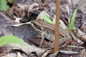 Wildlife Wednesday: This Michigan frog could help save lives