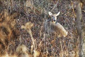 Deer camouflage proves effective