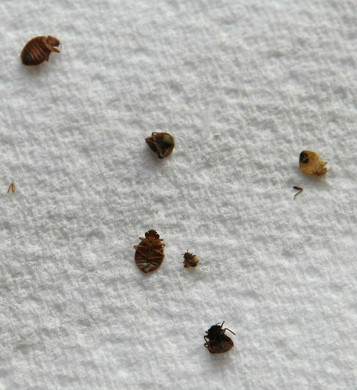Contrary to popular belief, bed bugs are visible to the naked eye, according to an entomologist for the pest control company.