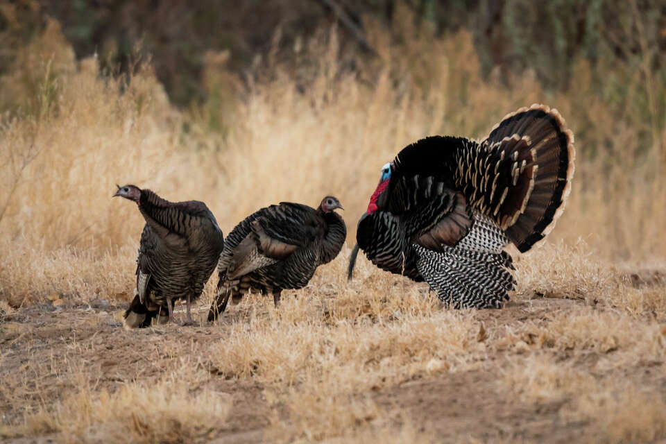 Illinois youth hunters set new turkey harvest record