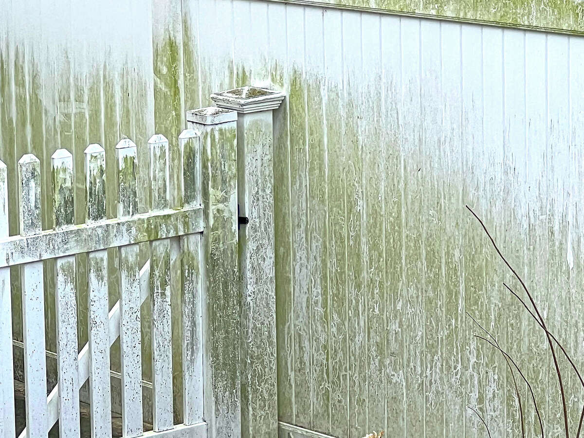 Algae growth appears on a white vinyl fence.