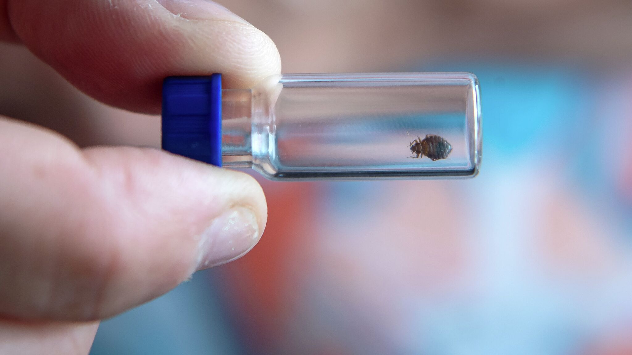 Bed Bugs Crawl Around In 4 Michigan Cities More So Than Most In US