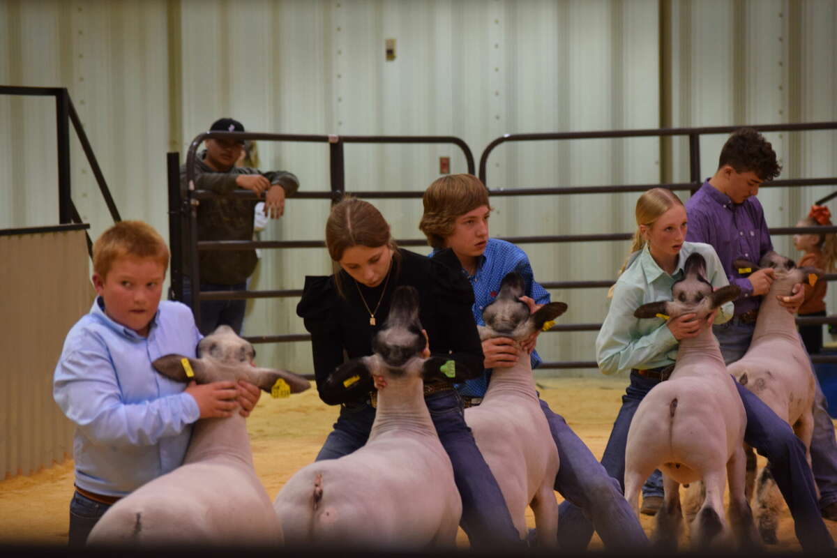  Young showmen and women took to the ring to show off the animals they’ve spent the last several months nurturing and training. 