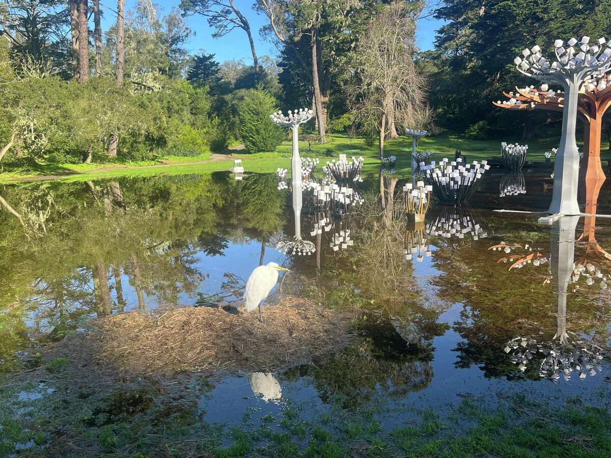 This new lake has formed amid the exhibition “Entwined” in Golden Gate Park after the rain.