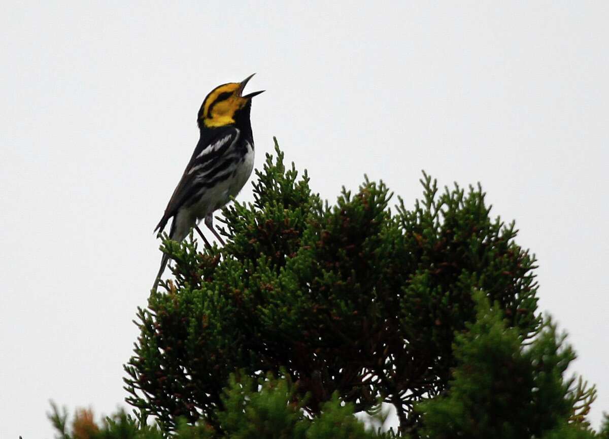 A golden-cheeked warbler calls from its perch in this 2011 file photo.