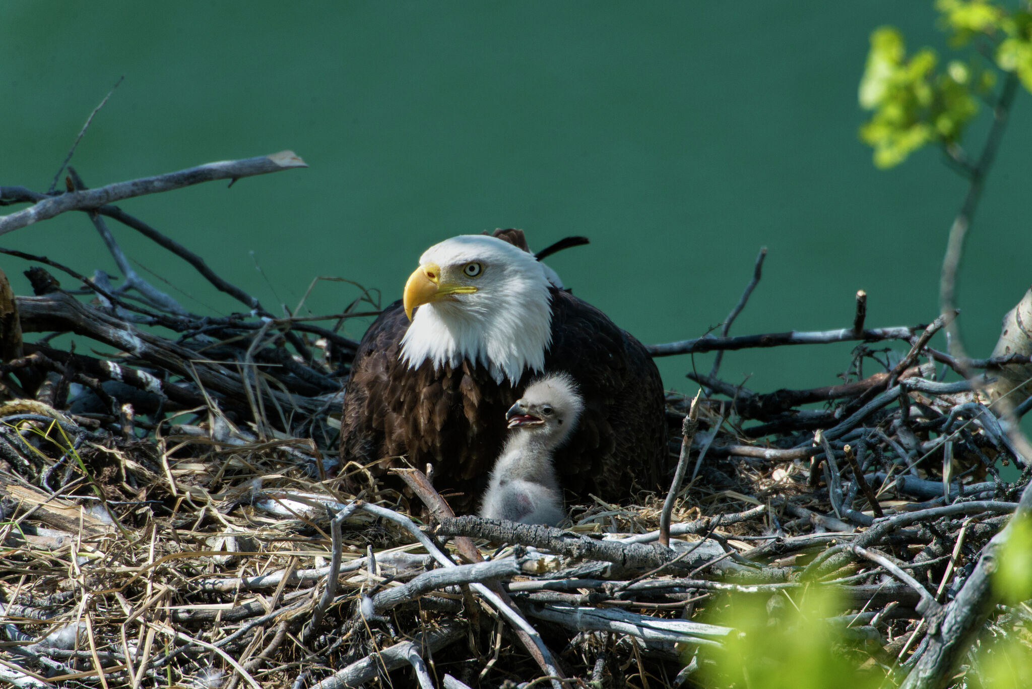 A Bald Eagle Makes a Rare Visit to San Francisco