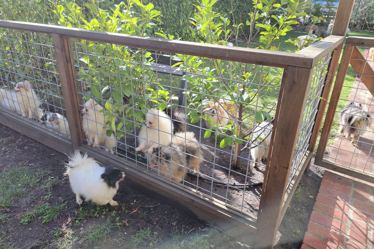 The Contra Costa County Fire Protection District responded to a fire at a home with 70 dogs and cats in Martinez, Calif., on Jan. 17, 2023.