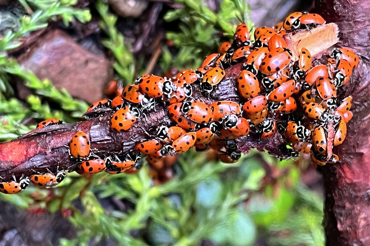 Ladybugs cluster on a fallen redwood branch near Fern Creek in Muir Woods National Monument.