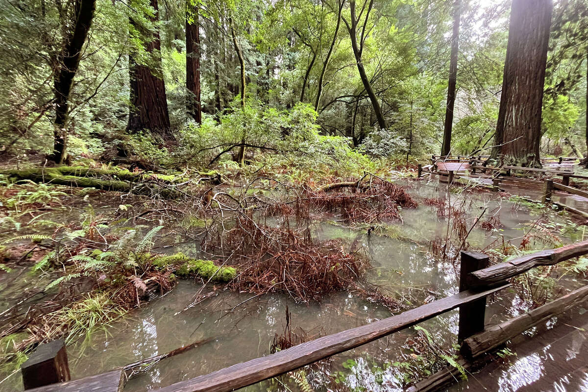 Water fills the forest next to the path at Muir Woods National Monument post storm.