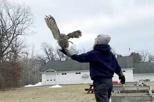 Watch owl's 'freedom flight' in Manistee County