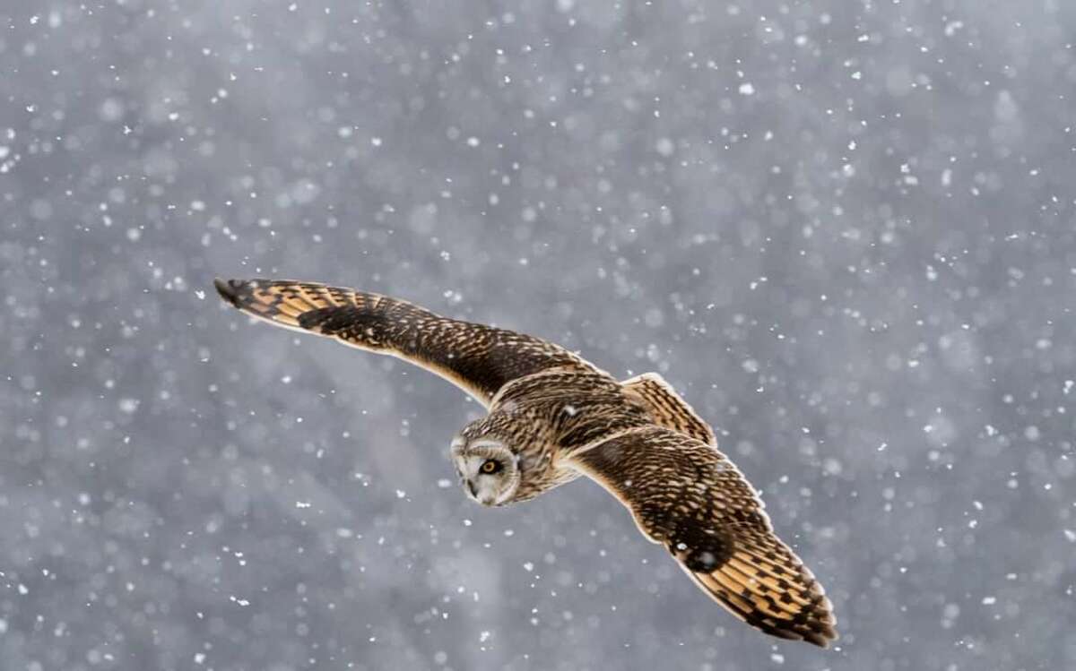 The short-eared owl is commonly found in the Shawangunk Grasslands National Wildlife Refuge.