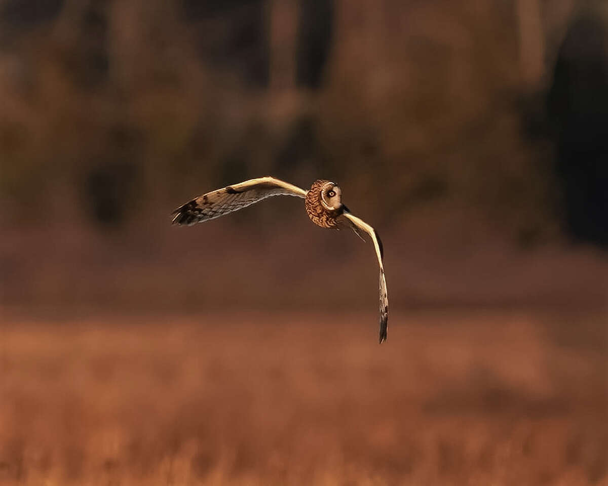 Short-eared owl on flight at Shawangunk Grasslands National Wildlife Refuge.