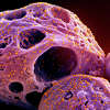这张彩色的电子显微镜图像提供国家过敏症和传染病研究所2022年11月,显示细胞,紫色表示,感染了οSARS-CoV-2的病毒株,橙色,隔离病人样本,捕获NIAID集成研究设施(IRF)德特里克堡。(NIAID / NIH通过美联社)