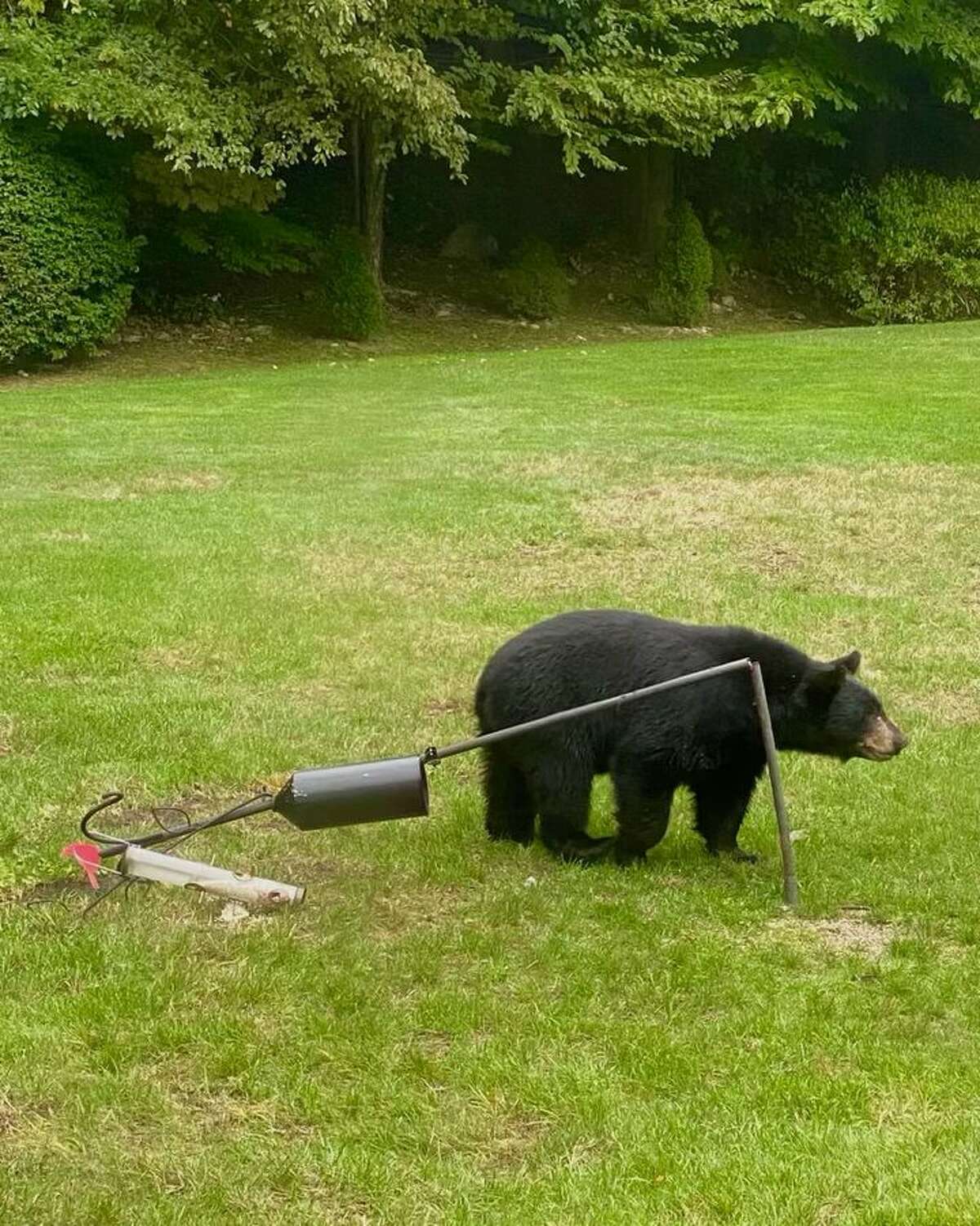 Black bears sightings on North Wilton Road were reported to animal control officers Tuesday and Wednesday, according to New Canaan police.