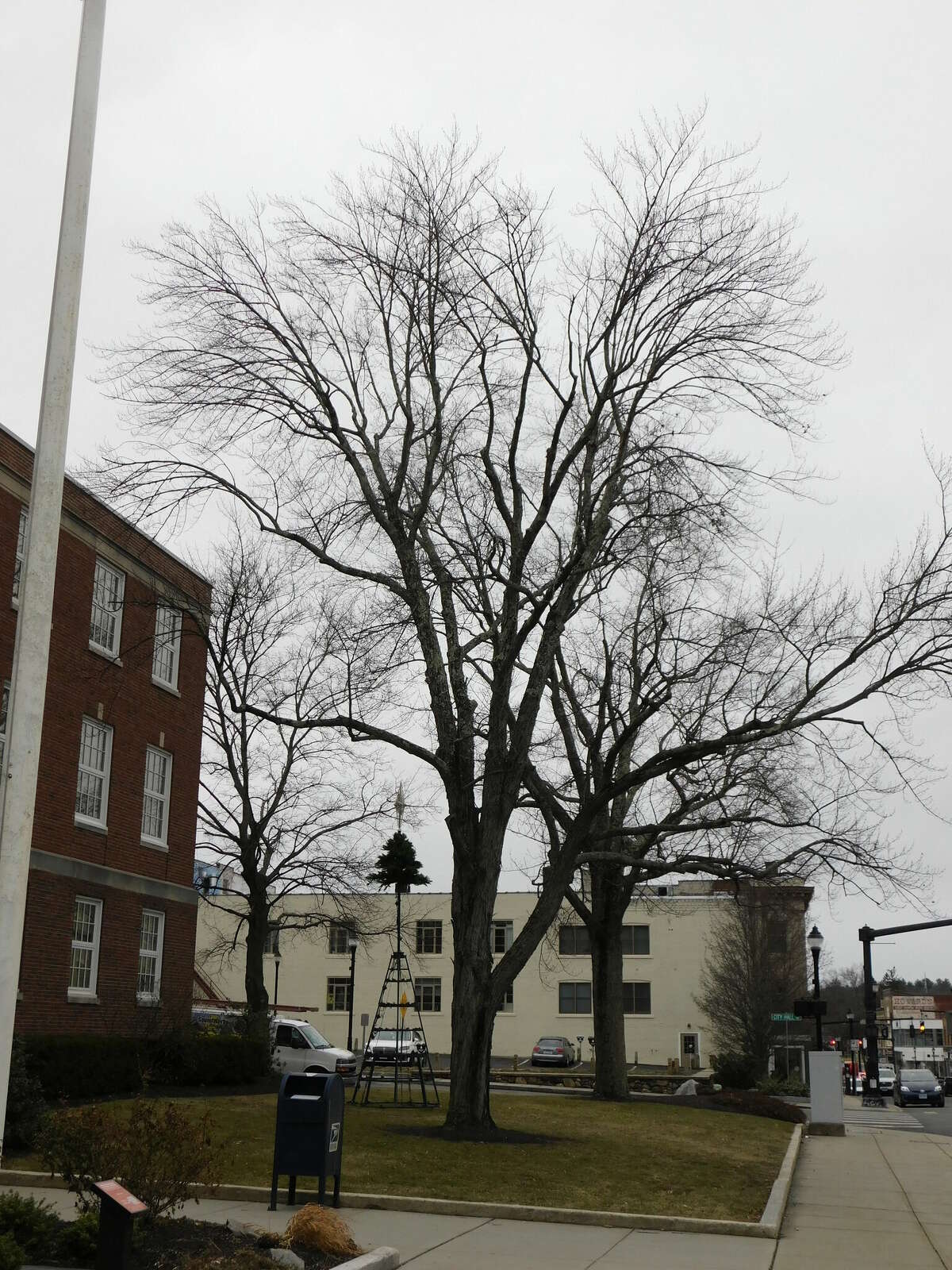 A draft of proposed changes to Torrington's tree ordinance was presented to the City Council this week. The document is intended to protect trees, shrubs and other plantings on city-owned property. 