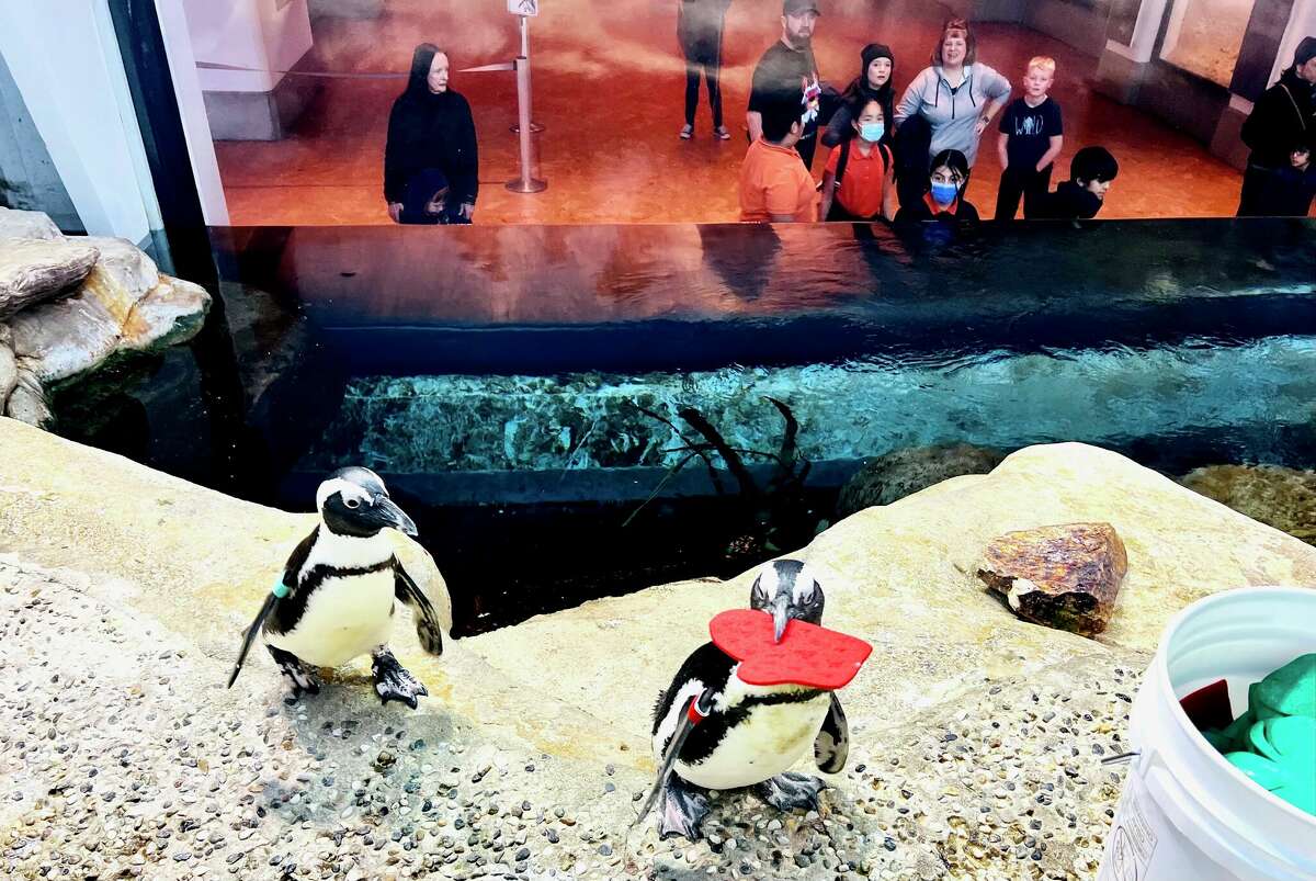 Members of the California Academy of Sciences penguin colony carry nesting material on Jan. 19, 2023.