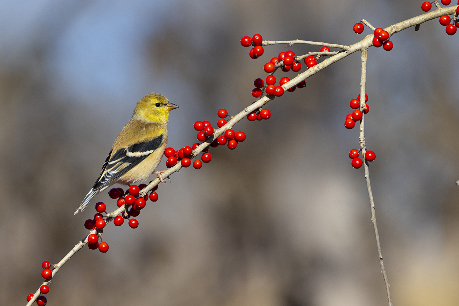 How To Spot American Goldfinches Around Houston Birdfeeders