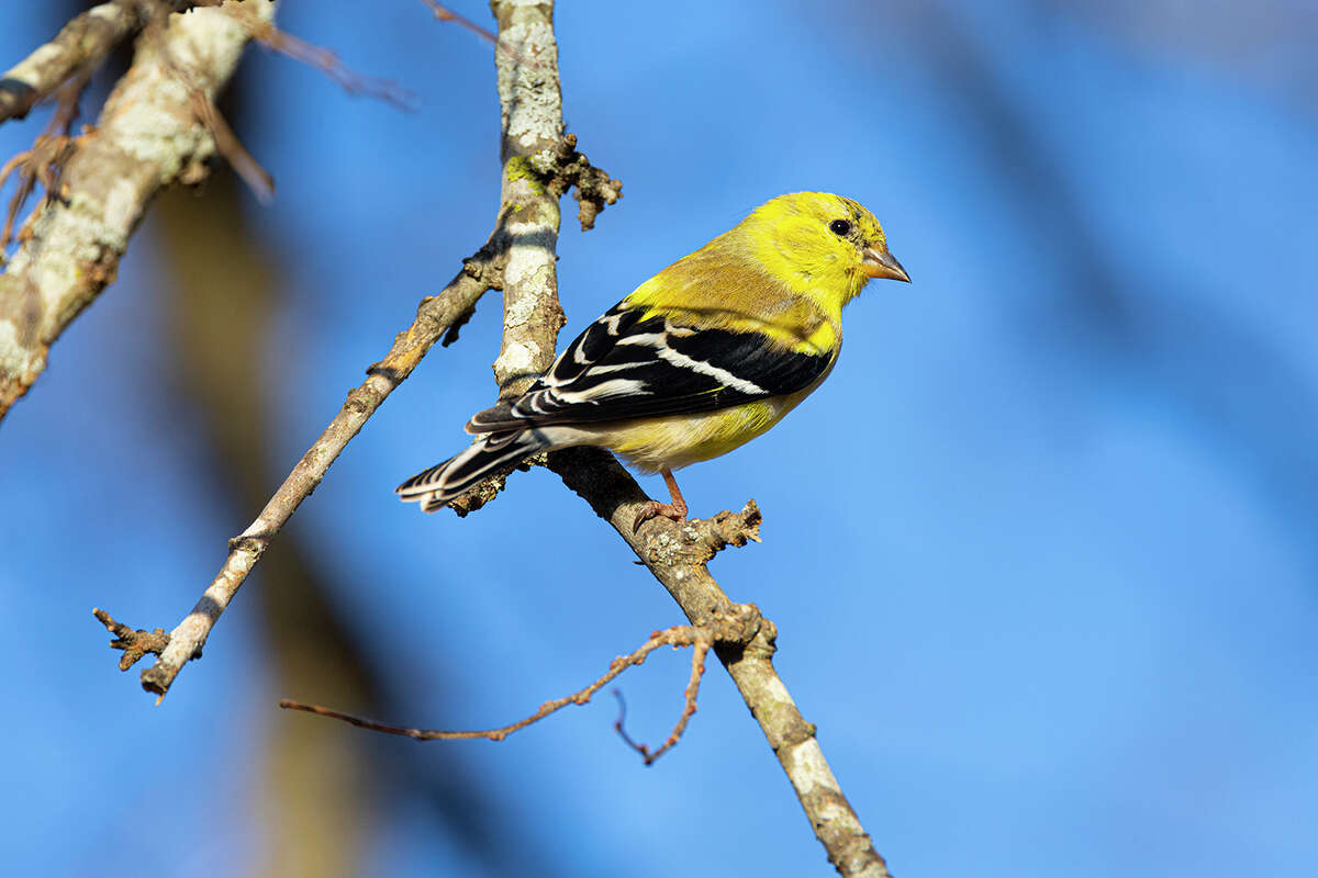 how-to-spot-american-goldfinches-around-houston-birdfeeders